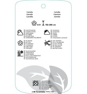 Etichette di Camellia (Poeniforme Rouge) *