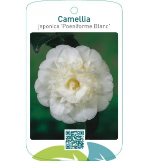 Camellia (Poeniforme Blanc)