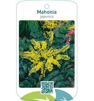 Mahonia japonica