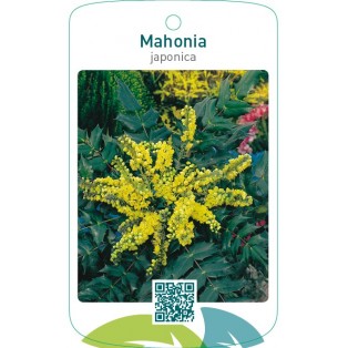 Mahonia japonica