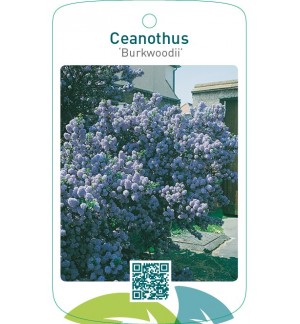 Ceanothus ‘Burkwoodii’