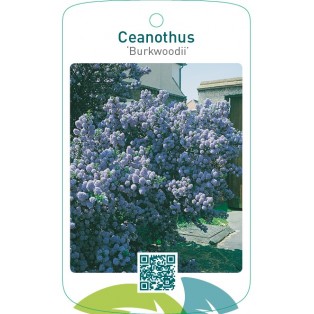 Ceanothus ‘Burkwoodii’