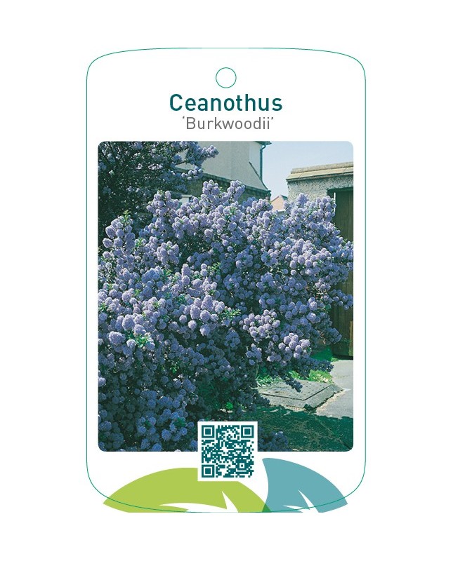 Ceanothus ‘Burkwoodii’
