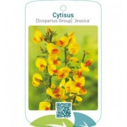 Cytisus [Scoparius Group] ‘Jessica’