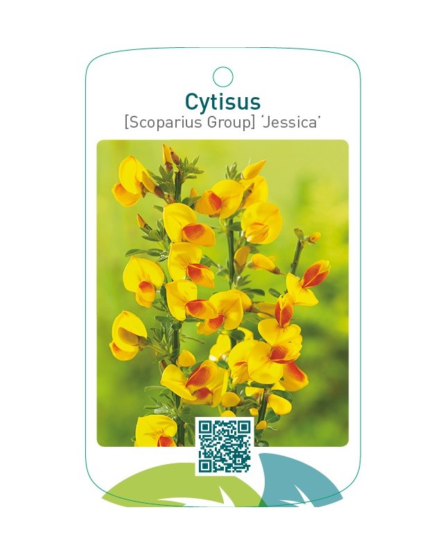 Cytisus [Scoparius Group] ‘Jessica’