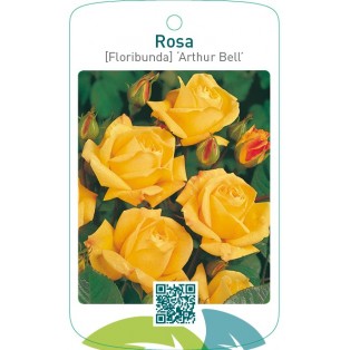 Rosa [Floribunda] ‘Arthur Bell’