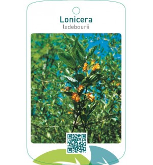 Lonicera ledebourii