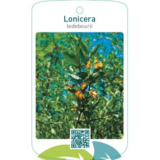 Lonicera ledebourii