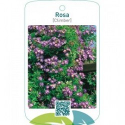 Rosa [Climber]paars