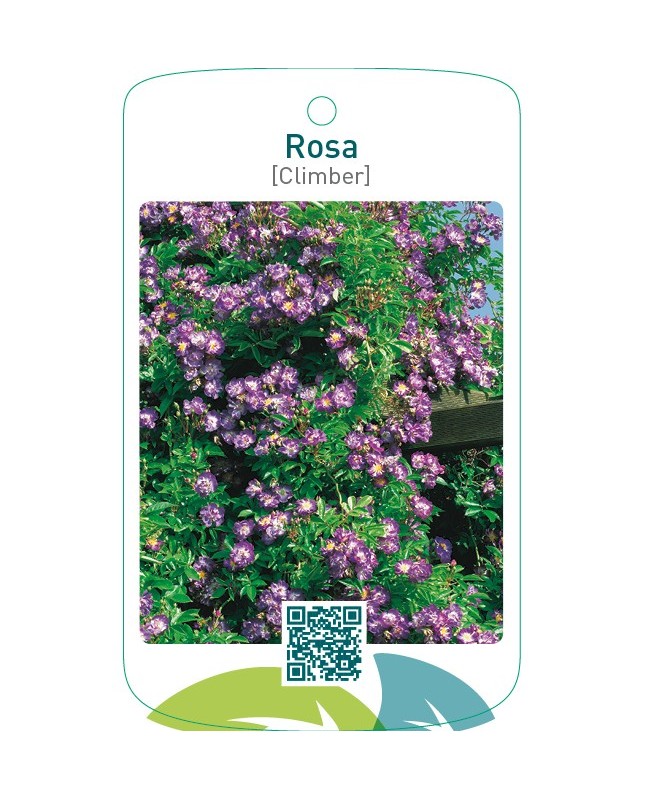 Rosa [Climber]paars