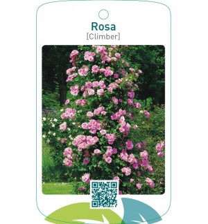 Rosa [Climber]lichtroze