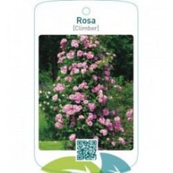 Rosa [Climber]lichtroze