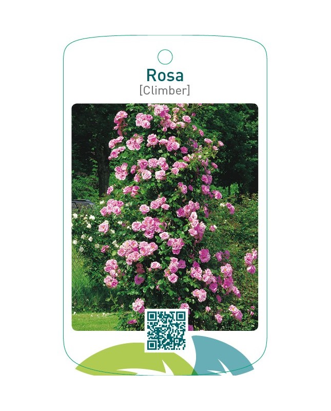 Rosa [Climber]lichtroze
