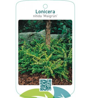 Lonicera nitida ‘Maigrün’