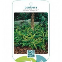 Lonicera nitida ‘Maigrün’