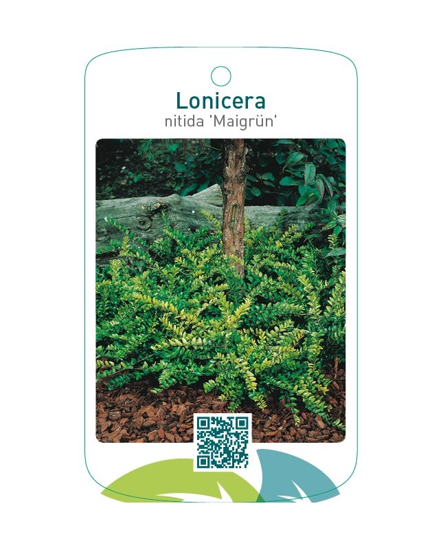 Lonicera nitida ‘Maigrün’