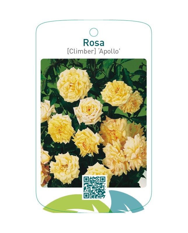 Rosa [Climber] ‘Apollo’