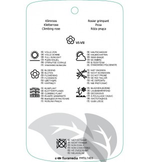 Etichette di Rosa [Climber] ‘Apollo’ *