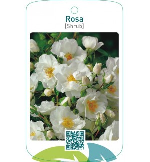 Rosa [Shrub]wit