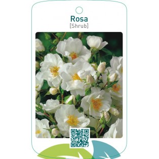Rosa [Shrub]wit
