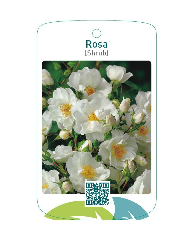 Rosa [Shrub]wit