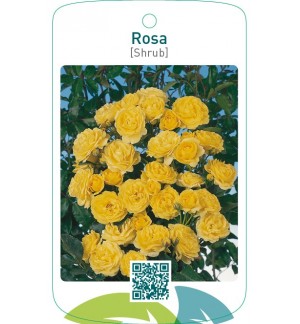 Rosa [Shrub]geel