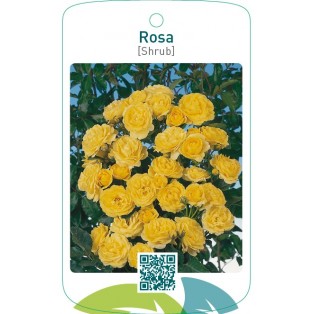Rosa [Shrub]geel