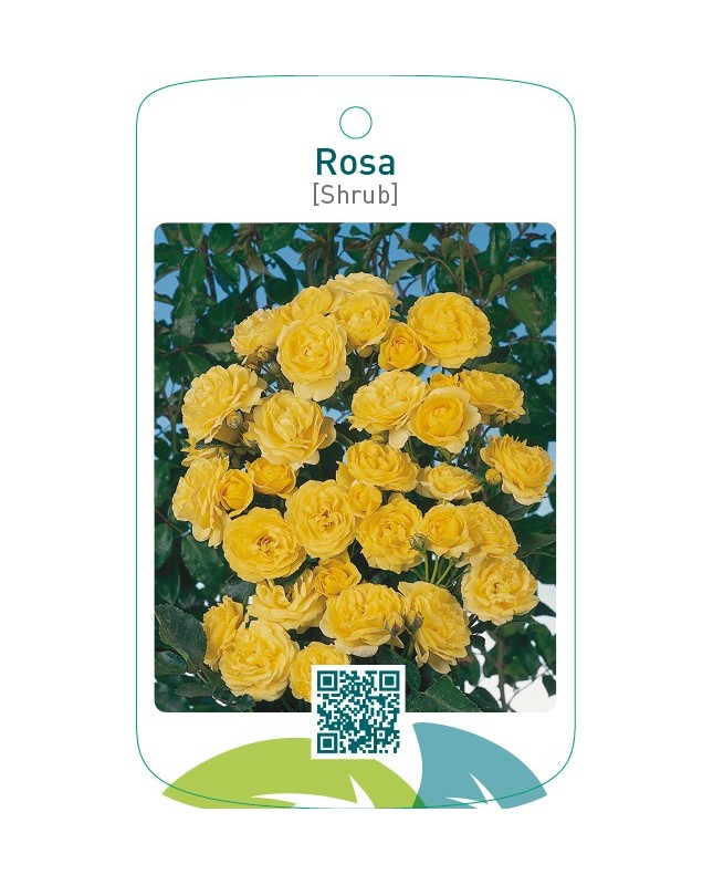 Rosa [Shrub]geel