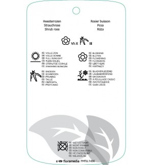 Etichette di Rosa [Shrub]geel *