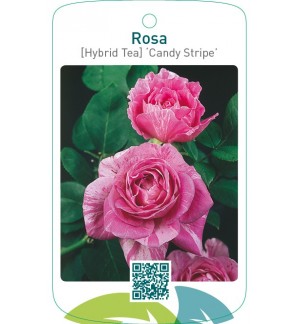 Rosa [Hybrid Tea] ‘Candy Stripe’