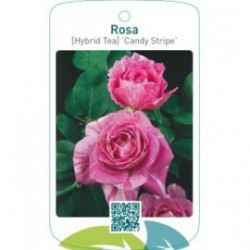 Rosa [Hybrid Tea] ‘Candy Stripe’