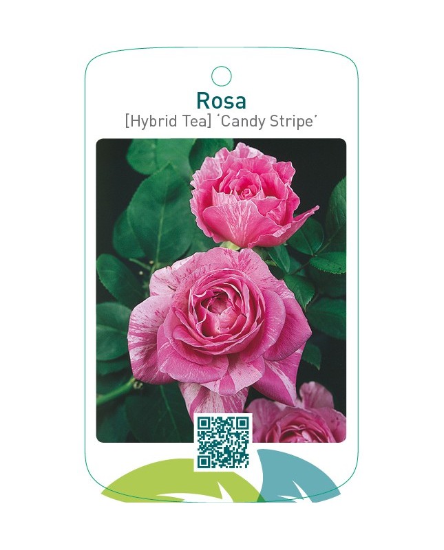 Rosa [Hybrid Tea] ‘Candy Stripe’