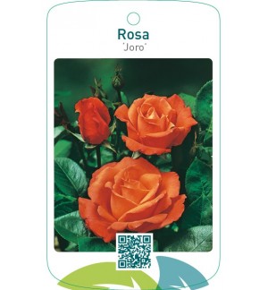 Rosa ‘Joro’