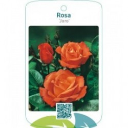 Rosa ‘Joro’