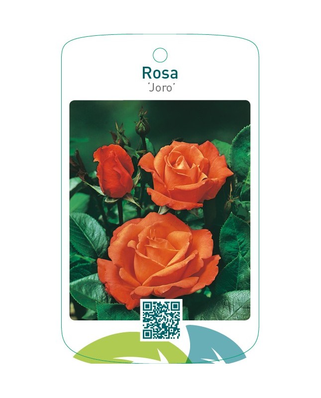 Rosa ‘Joro’