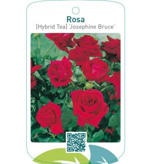 Rosa [Hybrid Tea] ‘Josephine Bruce’