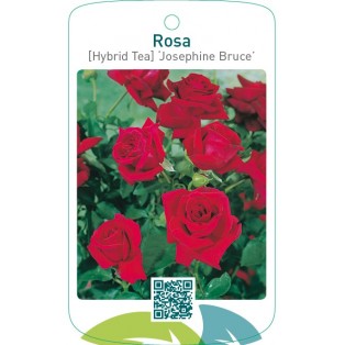 Rosa [Hybrid Tea] ‘Josephine Bruce’
