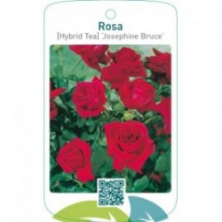 Rosa [Hybrid Tea] ‘Josephine Bruce’