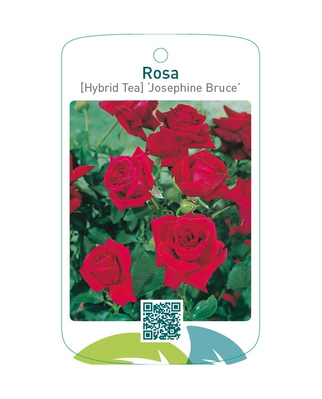 Rosa [Hybrid Tea] ‘Josephine Bruce’