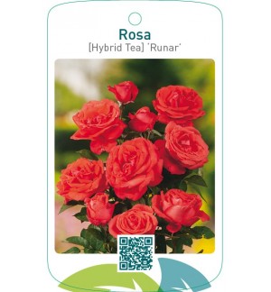 Rosa [Hybrid Tea] ‘Runar’ (RAMONA)