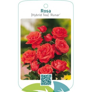 Rosa [Hybrid Tea] ‘Runar’ (RAMONA)