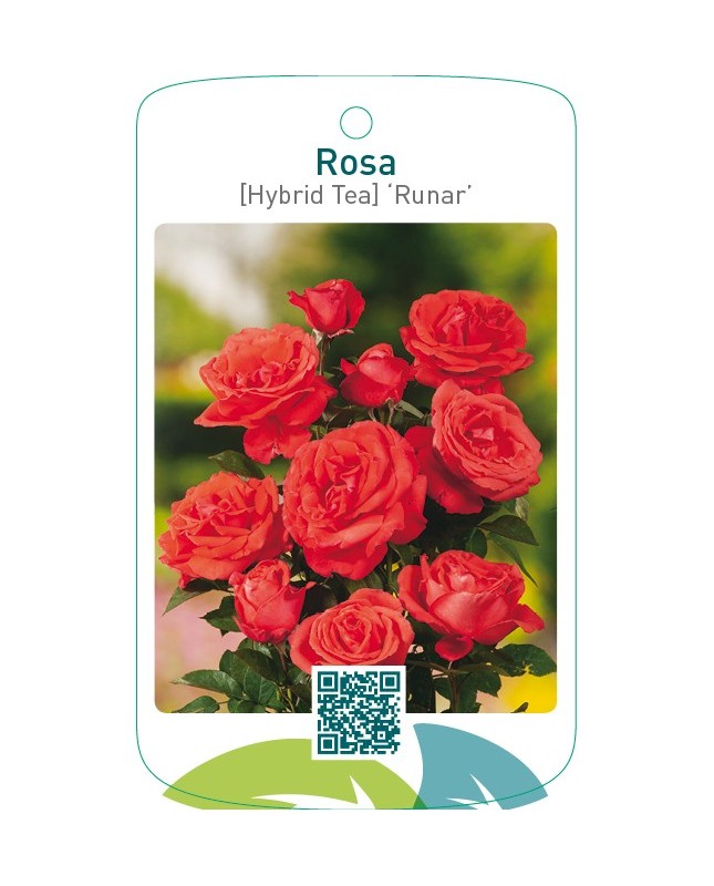 Rosa [Hybrid Tea] ‘Runar’ (RAMONA)