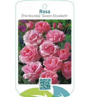 Rosa [Floribunda] ‘Queen Elizabeth’