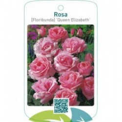 Rosa [Floribunda] ‘Queen Elizabeth’