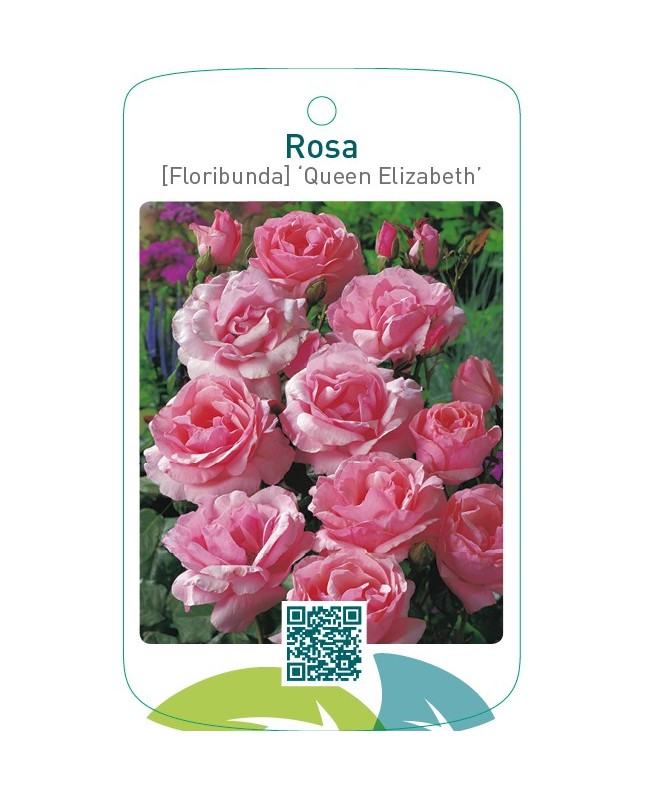 Rosa [Floribunda] ‘Queen Elizabeth’