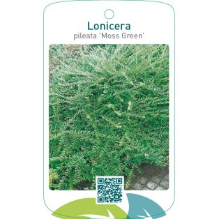 Lonicera pileata ‘Moss Green’