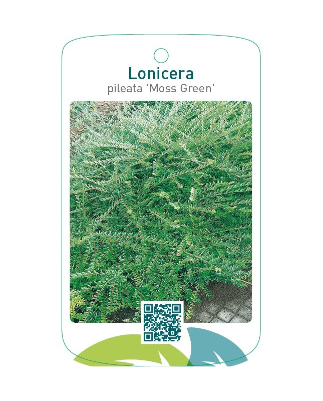 Lonicera pileata ‘Moss Green’