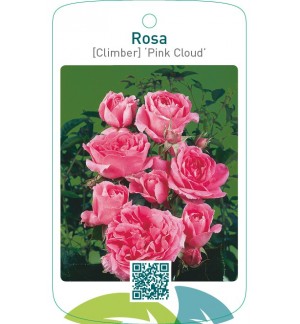 Rosa [Climber] ‘Pink Cloud’