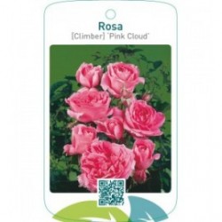Rosa [Climber] ‘Pink Cloud’