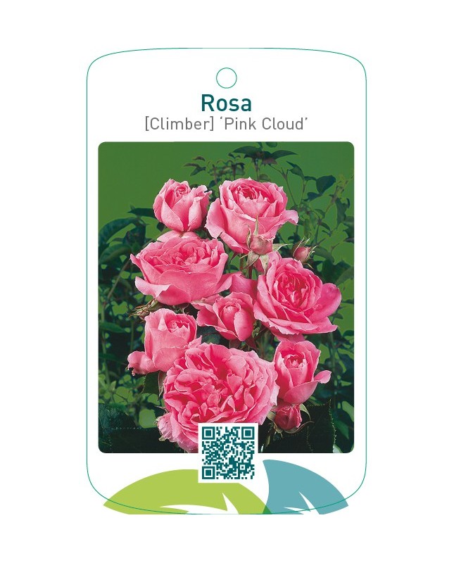 Rosa [Climber] ‘Pink Cloud’